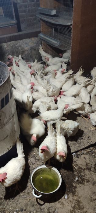Продам півні молоді