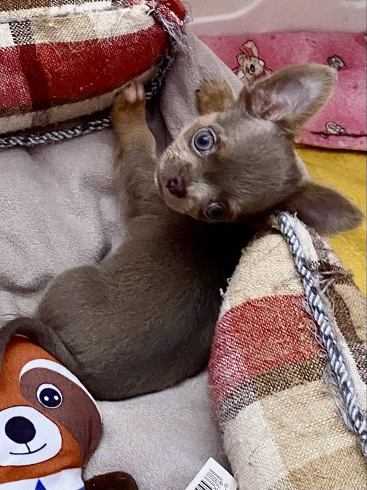 Міні дівчинка лілова шикарна маленька!