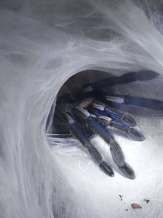 Ptasznik Chilobrachys sp. electric blue (natanicharum) samica 5 DC z terraraium