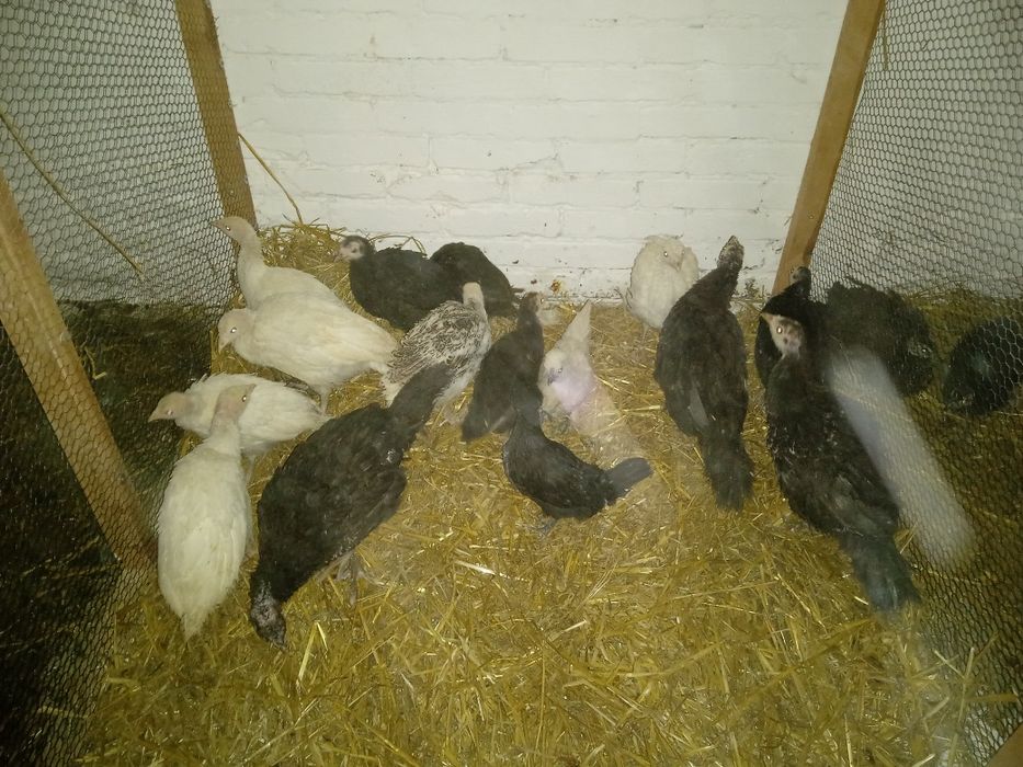 Indyki młode z naturalnych lęgów