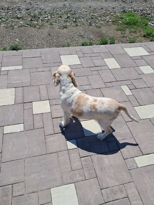 В'язка, гарний хлопчик кокер спаніель !!!