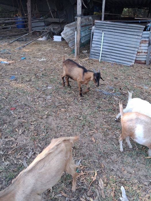 Cabras cheias anãs