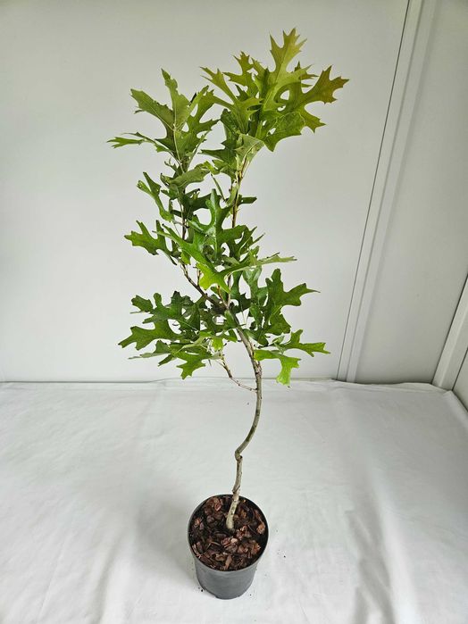 Dąb szypułkowy kolumnowy 100cm – ozdobne drzewko alejowe w donicy 5L