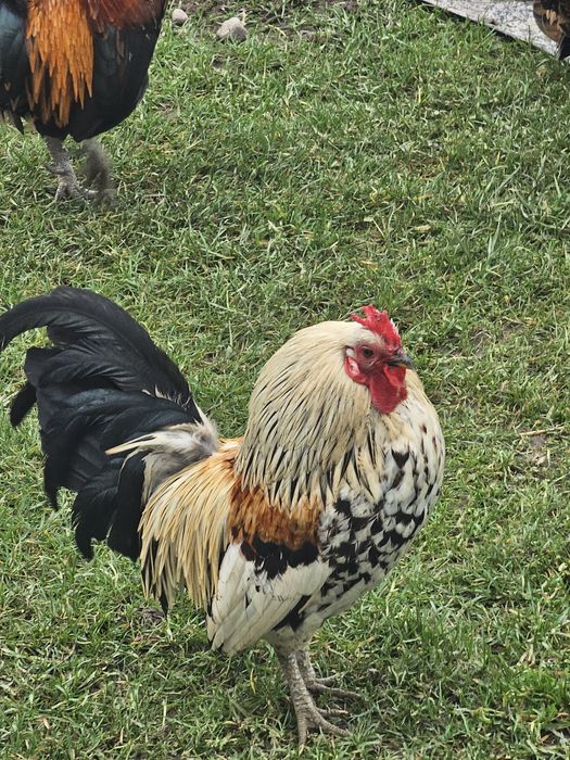 Sprzedam koguciki liliputki