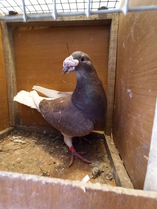 Gołębie staropolskie samiec