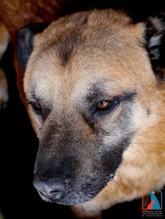 Orson 261/12 - SZUKA DOMU!