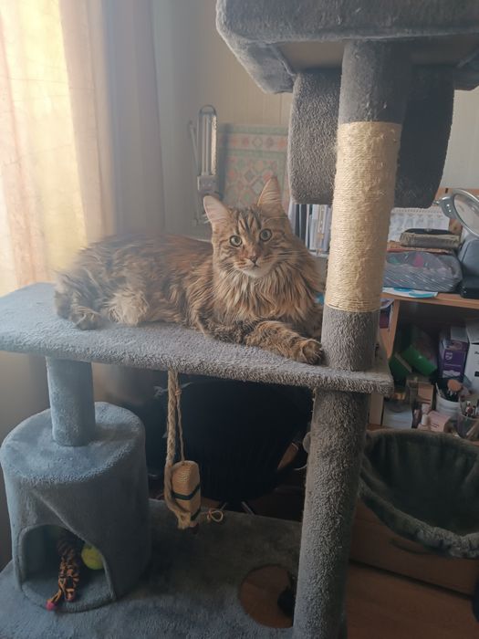 Комплекс для кошки