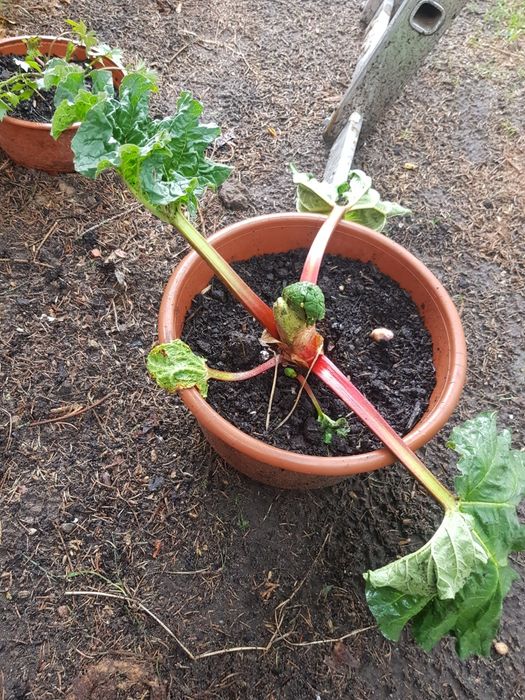 Sadzonki rabarbaru malinowego