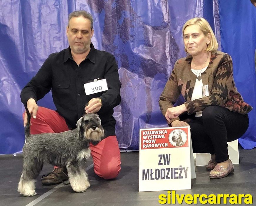 Sznaucer miniaturowy pieprz-sól ZKwP ( FCI )