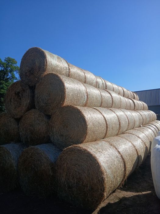 Sprzedam Słoma po prasie pasmowej 125/120