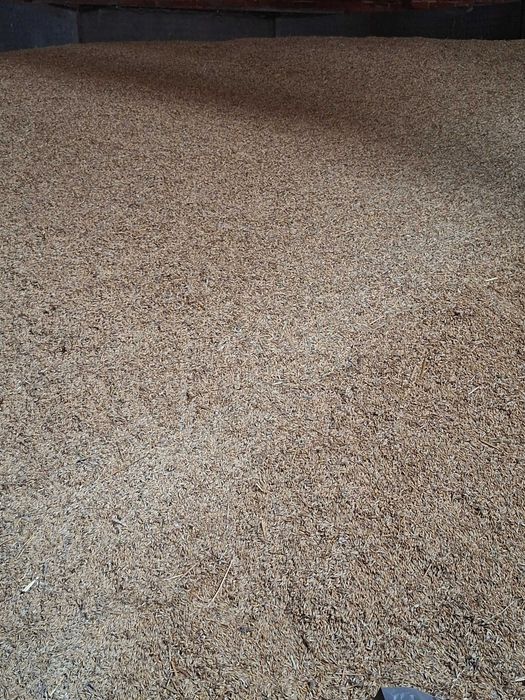 Sprzedam pszenice i owies z poprzedniego sezonu. Okazyjna cena