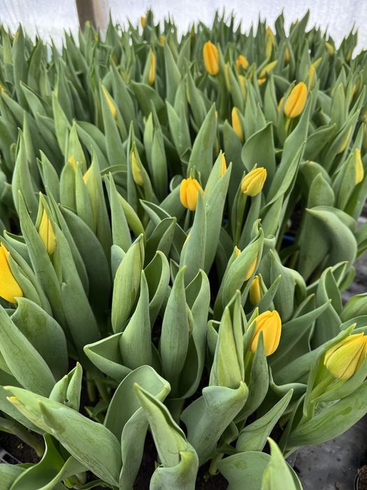 Тюльпани до 8 березня