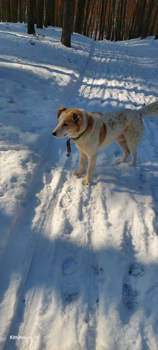 Метис лабрадора в добрые руки
