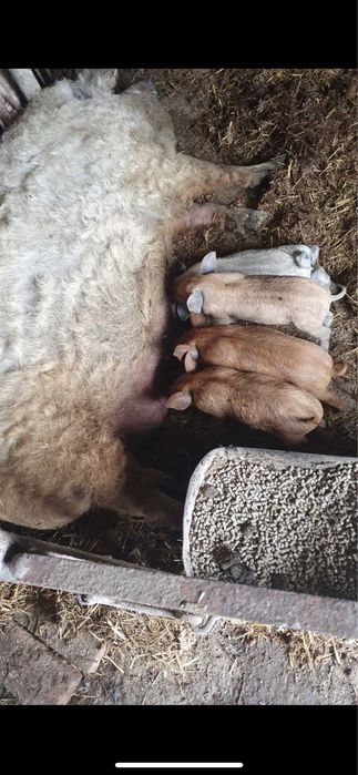 Продам В’єтнамські поросята