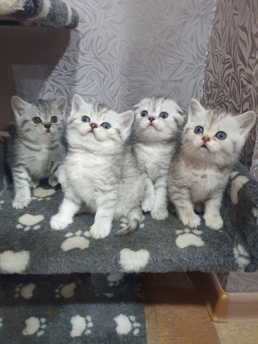 Шотландский вислоухий кот ( Вязка)