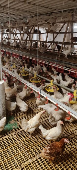 Kury Nioski Młode z jajkiem Rosa1 Astra Messa Leghorn.Dowóz Gratis