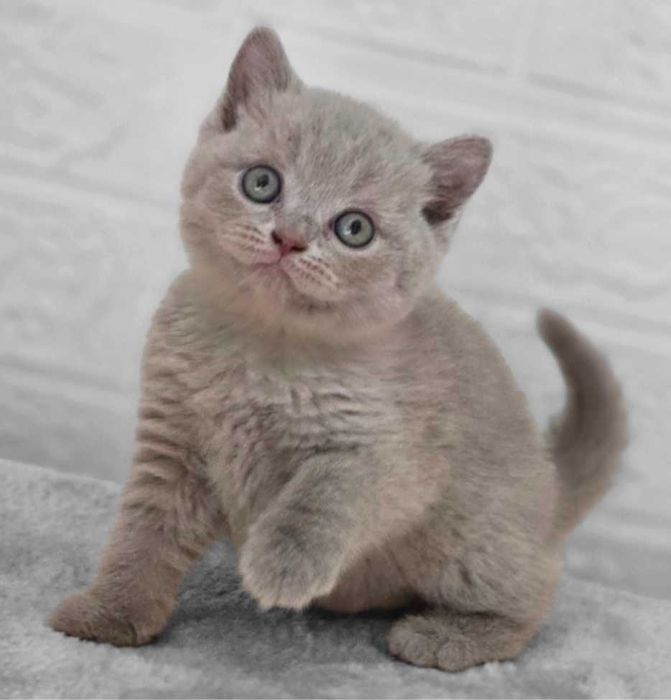 British Shorthair lilás com Lop