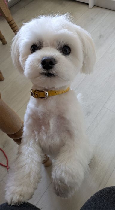 В'язка мальтійська балонка. Хлопчик