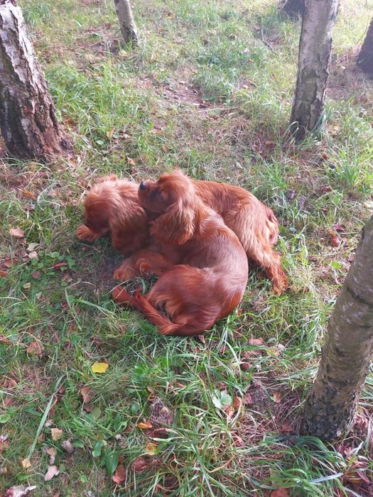 Cavalier king charles spaniel