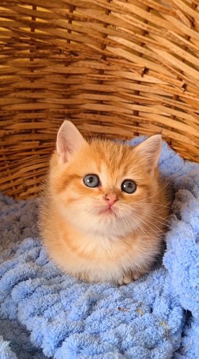 Просто красавчик щекастый