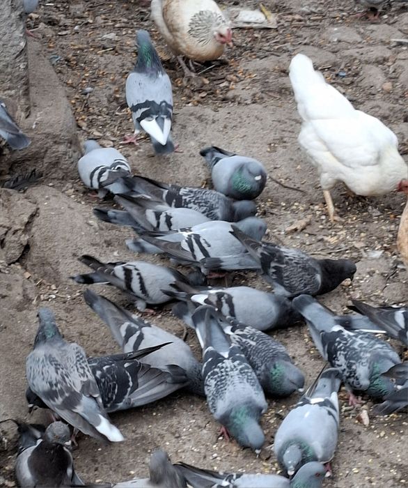 Vendo pombos adultos