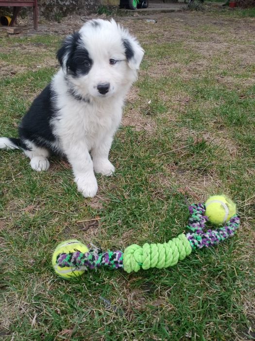 Śliczny piesek border collie
