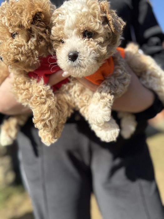 Шикарні мальтипу чіповані