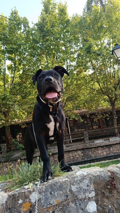 Doação legal de pitbull super dócil com outros animais e crianças