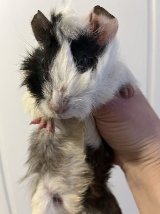 Морські свинки розеткі