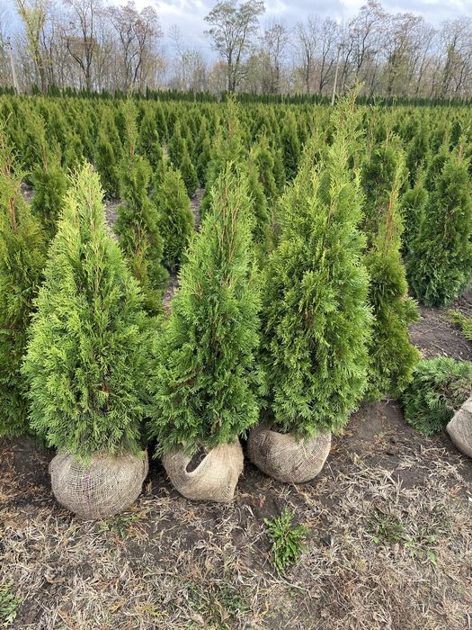 Туя Смарагд от 1.00-2.70м
