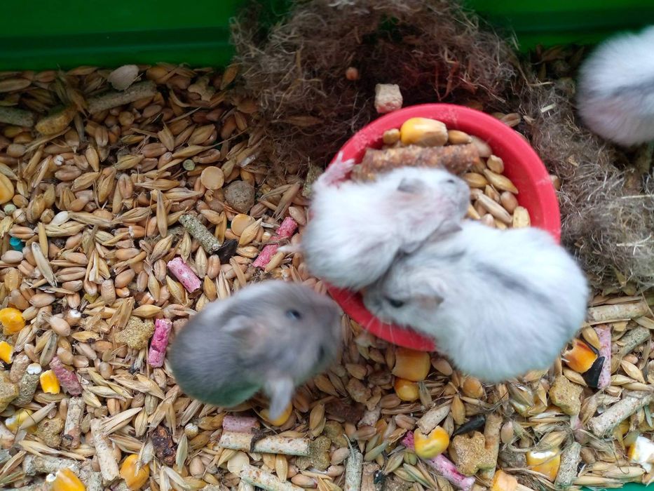 Хомячки Кременчуг