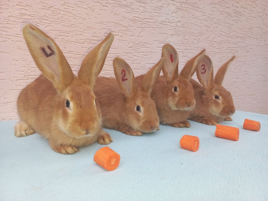 Продам кроликів бургундського породи