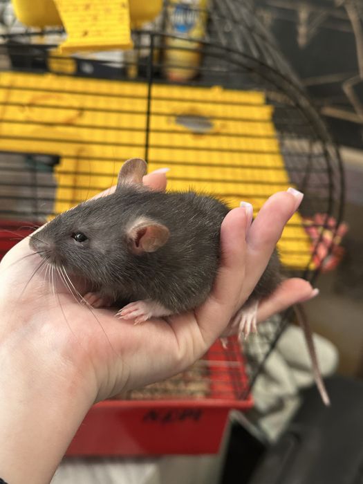 Гризуни, мишка, криса, щурик