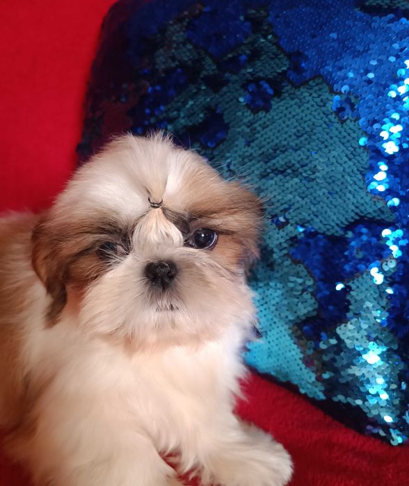 Неймовірна ши тцу МІНІ у найкращі ручки КСУ  (FCI)