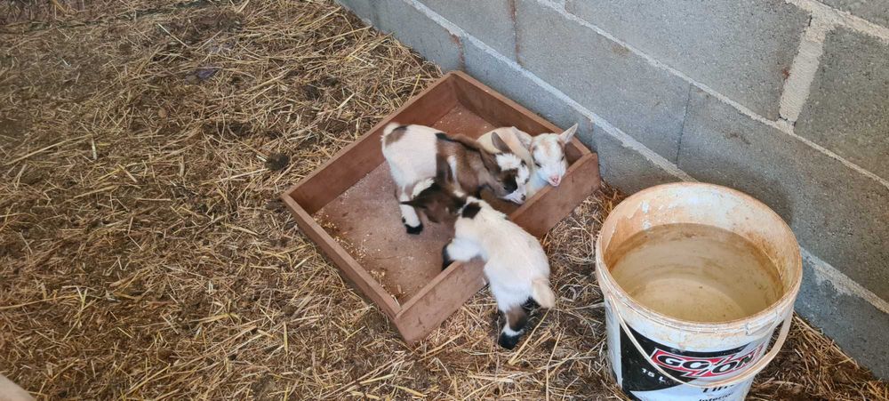 Cabras anãs e cabritinhos