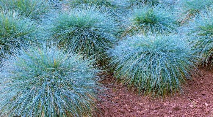 Kostrzewa sina trawa niebieska duża