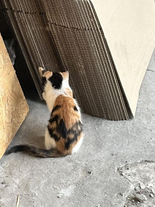 Кошенята в добрі руки.