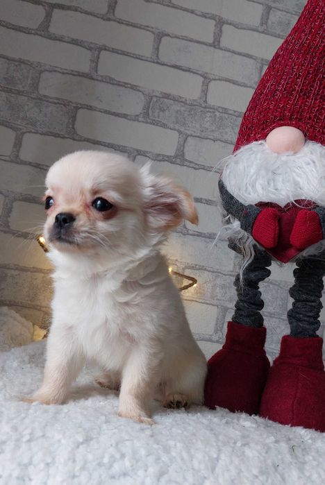 довгошерсті Чихуахуа Хлопчики з документами КСУ/FCI