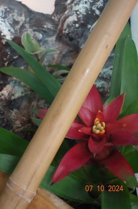 terrarium z wyposażeniem
