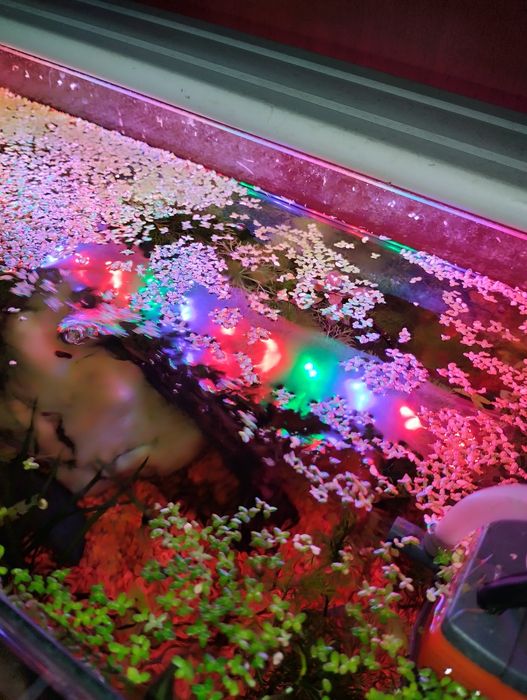 Lemna minor ou lentilha de água