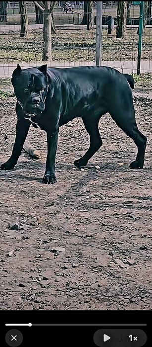 Кобель Cane Corso для вязки