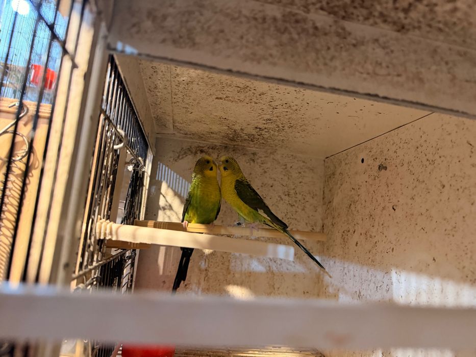 Aves nova de 2926