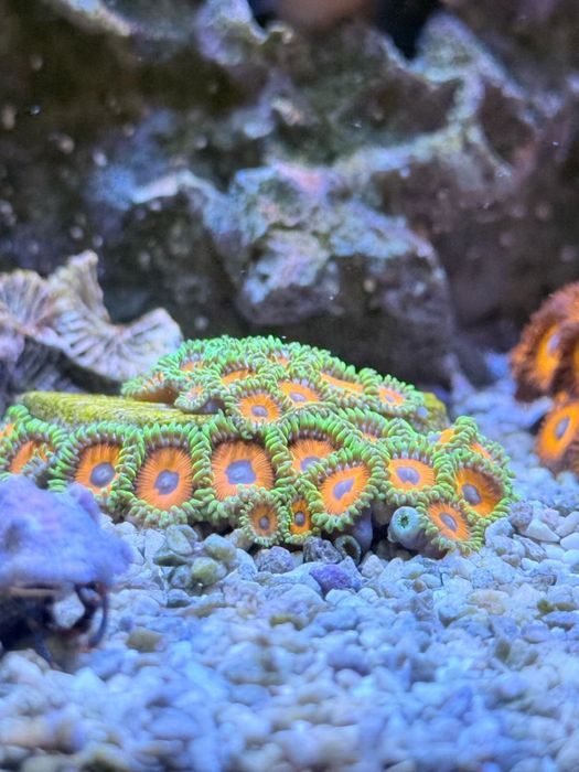 Vendo zoanthus  whammin watermelon