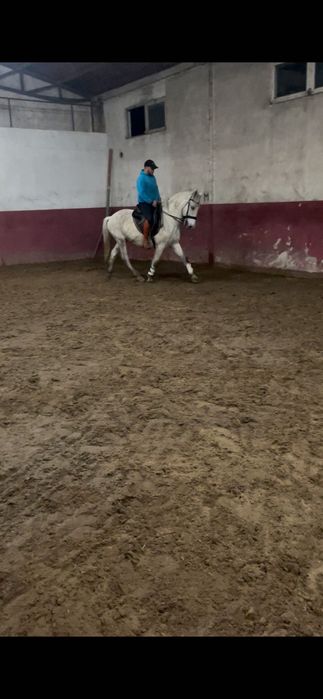 Vendo ou troco cavalo castrado