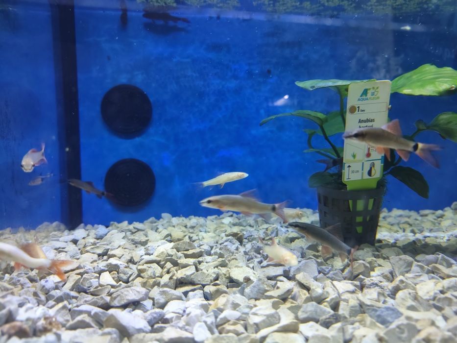 Tubarão frenatus albino