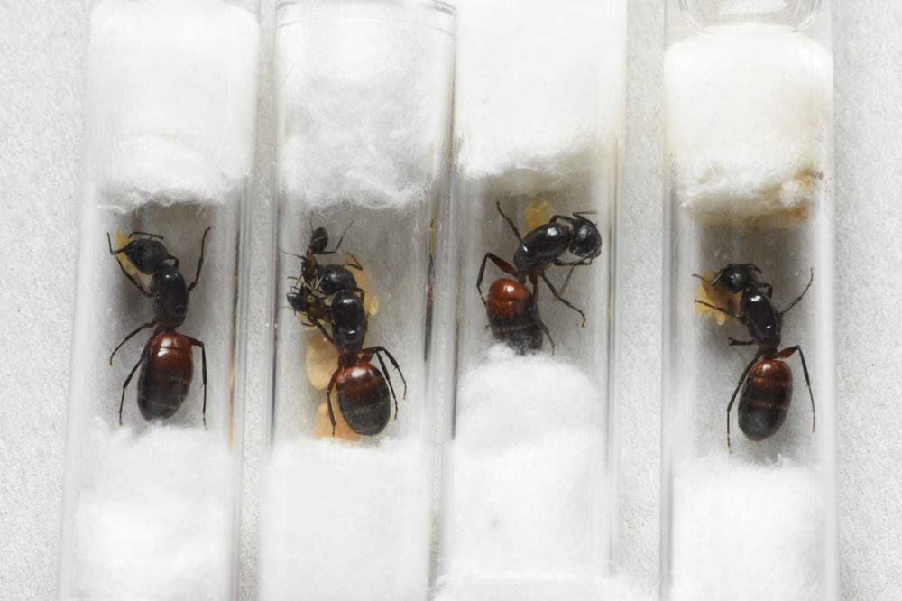 Camponotus liginipedra, kolonie Q 1-3w, królowe PO HIBERNACJI