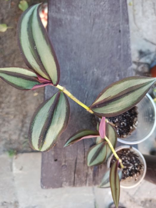 Традескація, колізія різних сортів