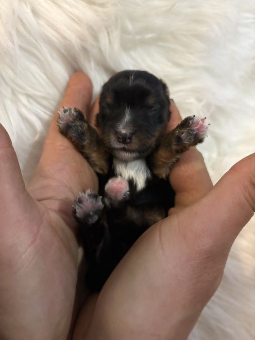 Do Rezerwacji Pixel Yorkshire Terier Biewer