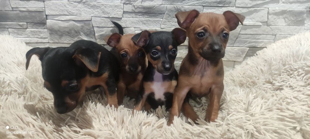 Pinczer miniatura z metryką