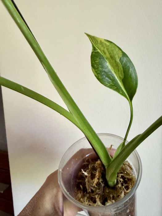 Promocja - Monstera NOID i inne monstery